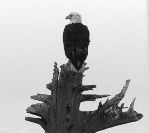 Bald eagle at Homer. Photo by Jeff Mitchell