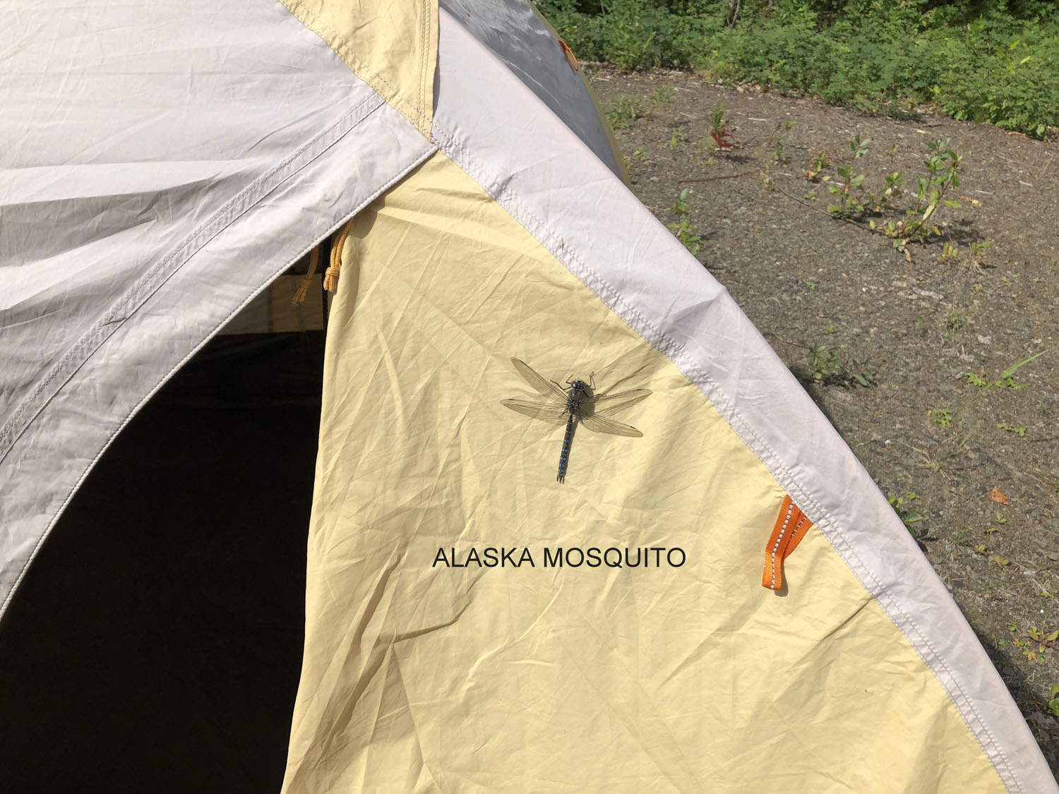 Alaska mosquito